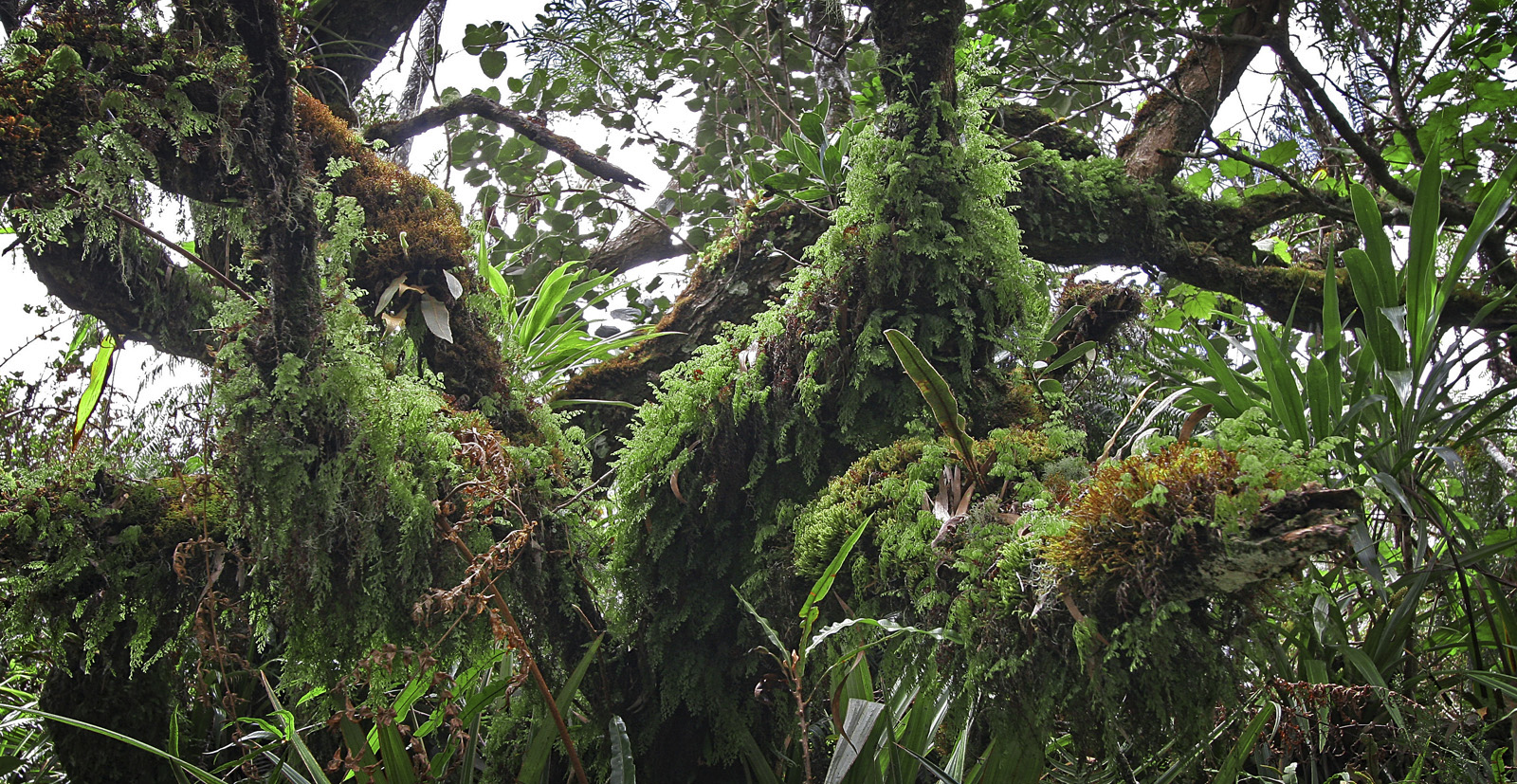 Foret de Belouve